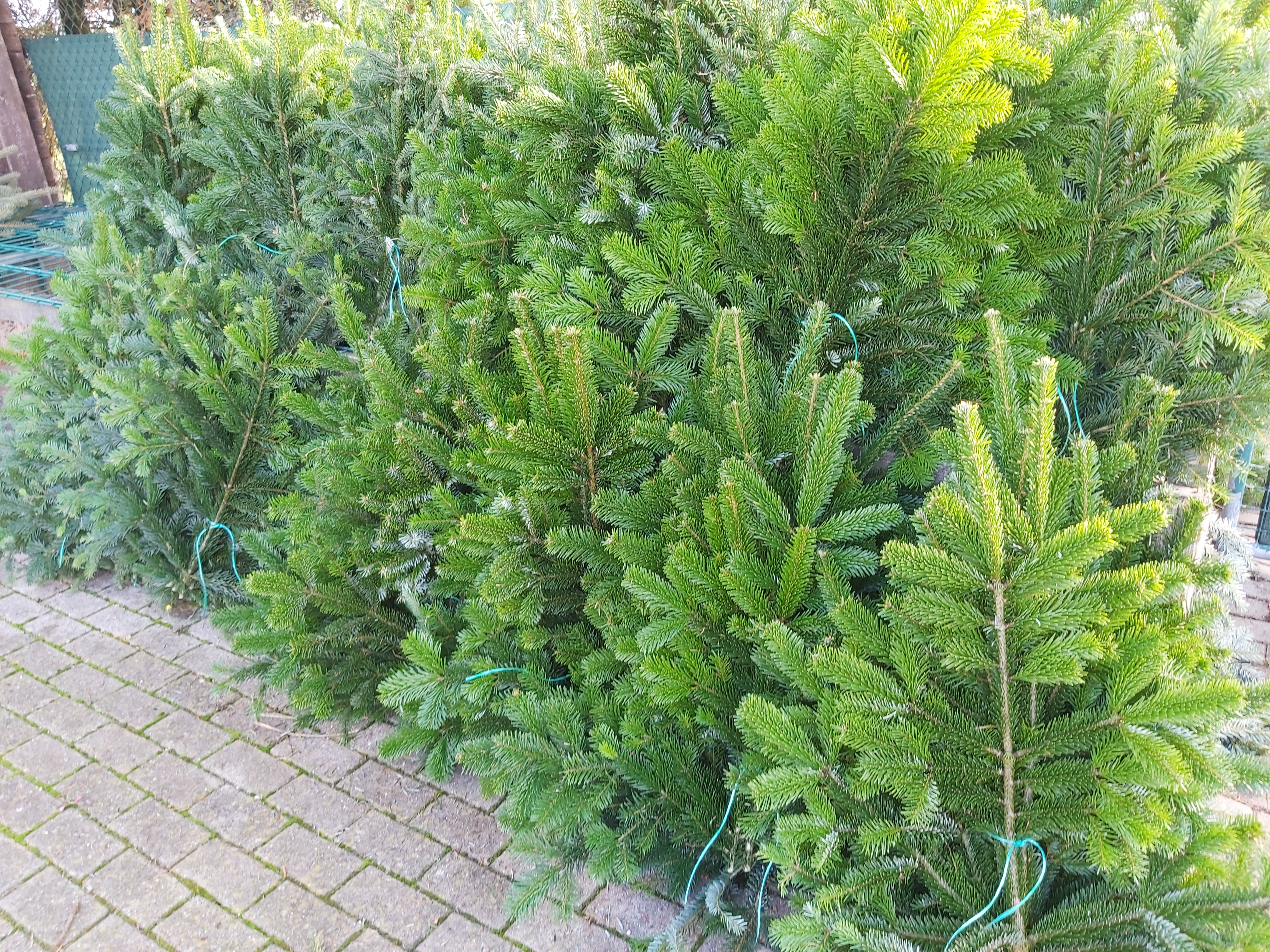 Schnittgrün Schnittgrün